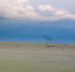 The Ocean (photo by Patty Perkins)