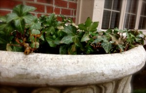 photo by Patty Perkins