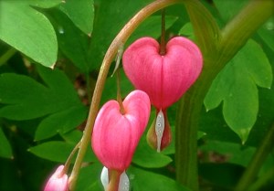 Bleeding Hearts (photo by Patty Perkins)