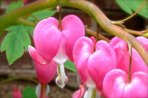 bleeding hearts (photo by patty perkins)