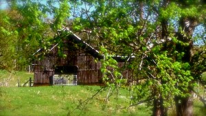 Kentucky Barn (photo by Patty Perkins)