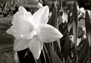 Daffodils (photo by Patty Perkins)