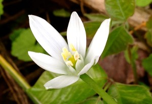 spring flower (photo by Patty Perkins)