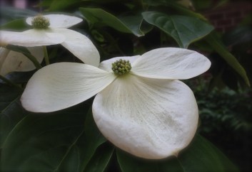 dogwood (photo by patty perkins)