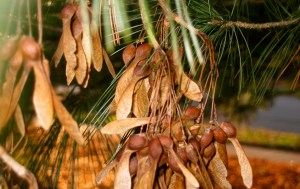 maple seeds hanging in pine tree (photo by patty perkins)