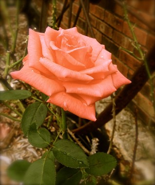 Grandma's Rose (photo by Patty Perkins)